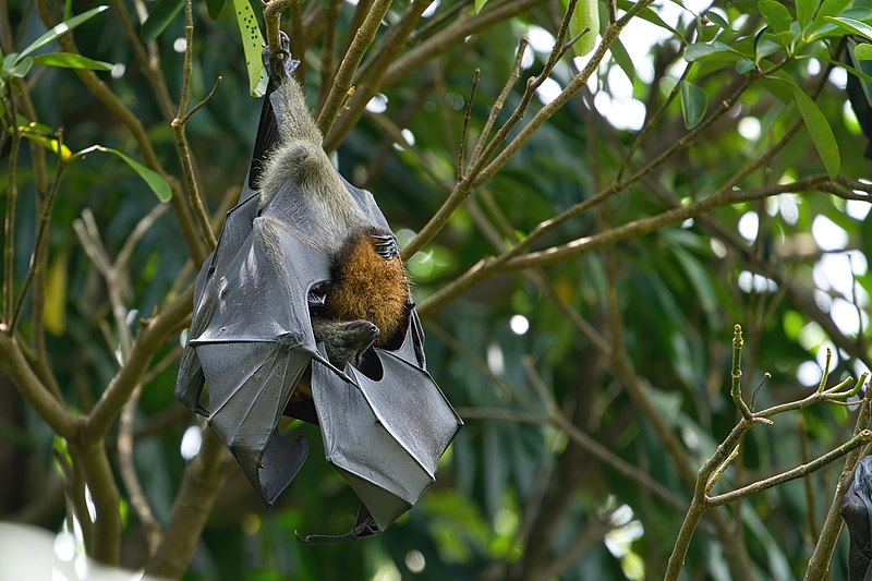 File:Grey headed flying fox - AndrewMercer - DSC10534.jpg