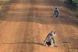 Šiaurinis pilkasis langūras (Semnopithecus entellus)