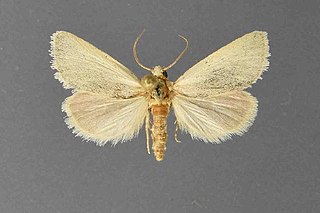 <i>Grotella grisescens</i> species of insect