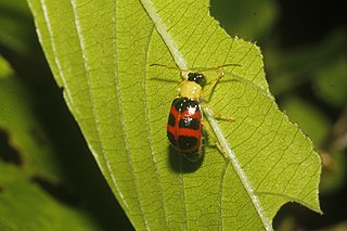 <i>Gynandrobrotica</i> Genus of leaf beetles