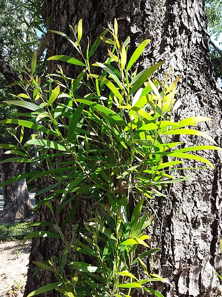 File:HK CWB 銅鑼灣 Causeway Bay 維多利亞公園 Victoria Park tree trunk n green leaves December 2019 SSG 48.jpg