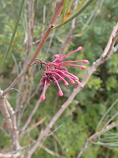 <i>Hakea strumosa</i> Species of shrub in the family Proteacea endemic to Western Australia