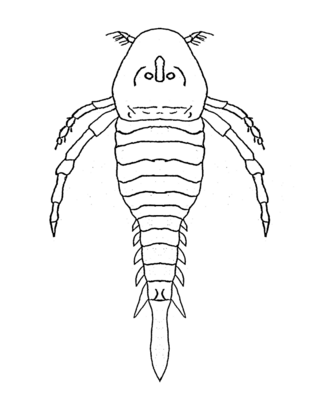 <span class="mw-page-title-main">Hardieopteridae</span> Extinct family of arthropods