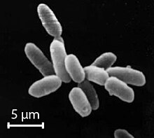Typical morphology of Halobacterium species Halobacteria with scale.jpg