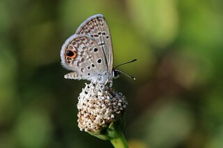 Fortune Salaire Mensuel de Hemiargus Combien gagne t il d argent ? 10 000,00 euros mensuels