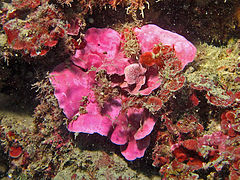 Living Mesophyllum red algae Hapalidiaceae - Mesophyllum expansum.JPG