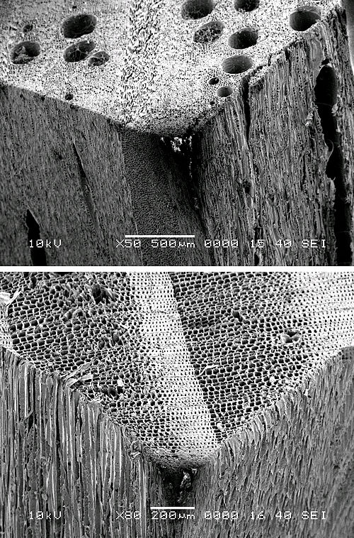 SEM images showing the presence of pores in hardwoods (oak, top) and absence in softwoods (pine, bottom)