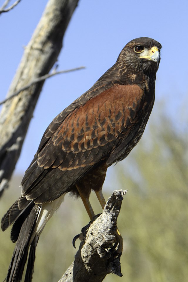 Red-tailed Hawk  The Peregrine Fund