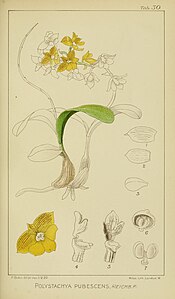 plate 30 Polystachya pubescens