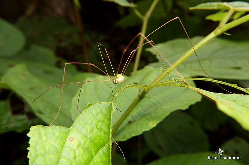 File:Harvestmen (Daddy Longlegs)Opiliones (35417669251).jpg