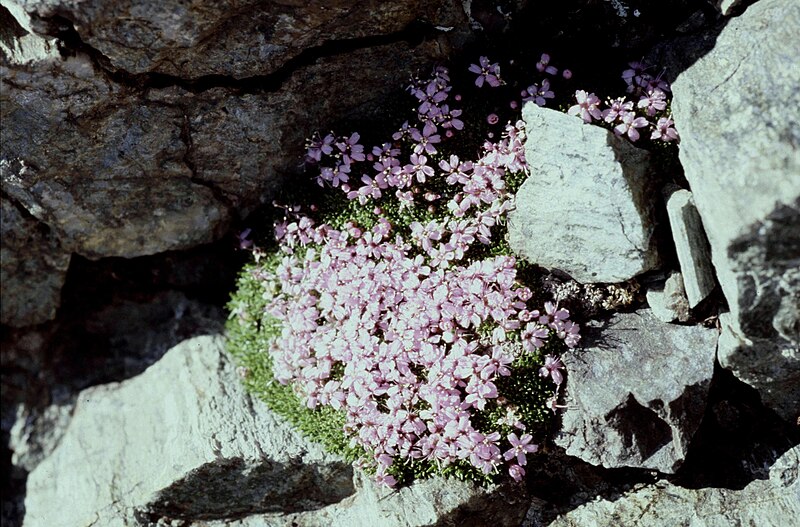 File:Hautes-Alpes Vieux Chaillol Fleurs 081990 - panoramio.jpg