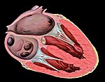 O coração humano divide-se em quatro cavidades: duas aurículas e dois ventrículos