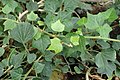 Hedera helix 'Old Garden'