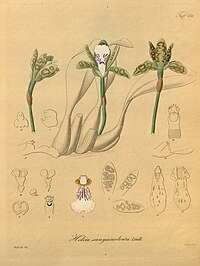 plate 131 Trichopilia sanguinolenta (as syn. Helcia sanguinolenta)