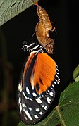 Heliconius hecale (Tiger Longwing with cocoon)