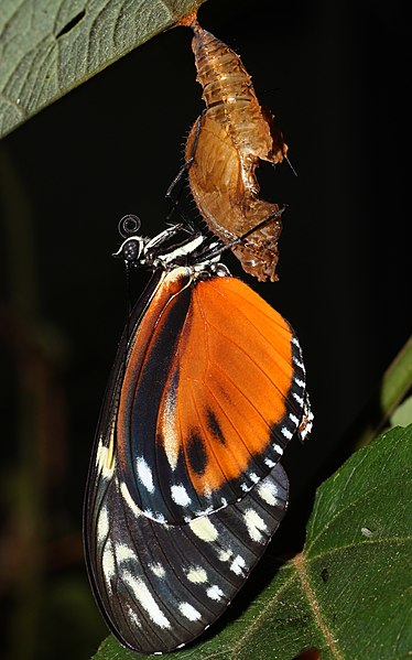 File:Heliconius-hecale.jpg