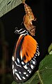 * Nomination Tiger Longwing with cocoon, -- Raghith 06:26, 7 June 2011 (UTC) * Promotion Good quality. --Thunderflash 10:28, 7 June 2011 (UTC)  Comment Very good detail (QI to me), but -sorry- a bit overexposed and a bit subexposed to me (I have reviewed the image with Adobe lightroom 3.0). I think that it's possible to improve it--Lmbuga 18:31, 7 June 2011 (UTC)