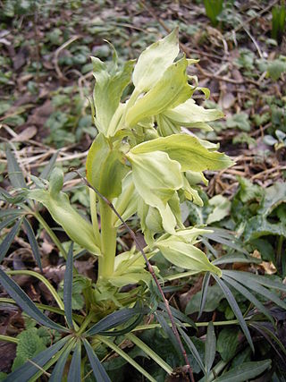 <i>Helleborus foetidus</i> Species of plant