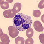 A neutrophil seen in a blood smear Hem1SegmNeutrophile2.jpg