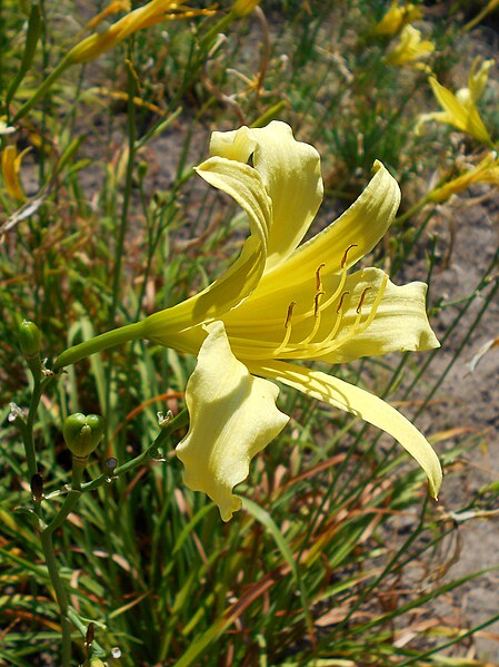 File:Hemerocallis citrina 2018-07-08 3813.jpg