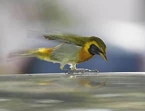 Popis tohoto obrázku, také komentován níže