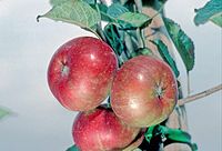 Hereford Cross on tree, National Fruit Collection (acc. 1930-032) .jpg