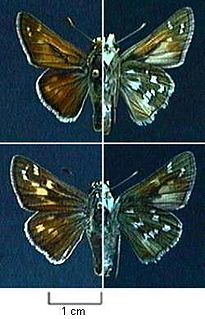 <i>Hesperia pahaska</i> Species of butterfly