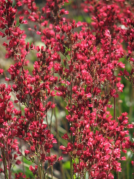 File:Heuchera 'Rocket' 01.JPG