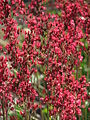 Heuchera sanguinea 'Rocket'