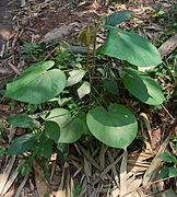 Hibiscus macrophyllus