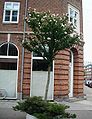 Street tree in Copenhagen