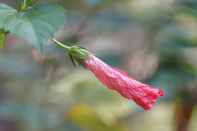 File:Hibiscus flower 05419.JPG