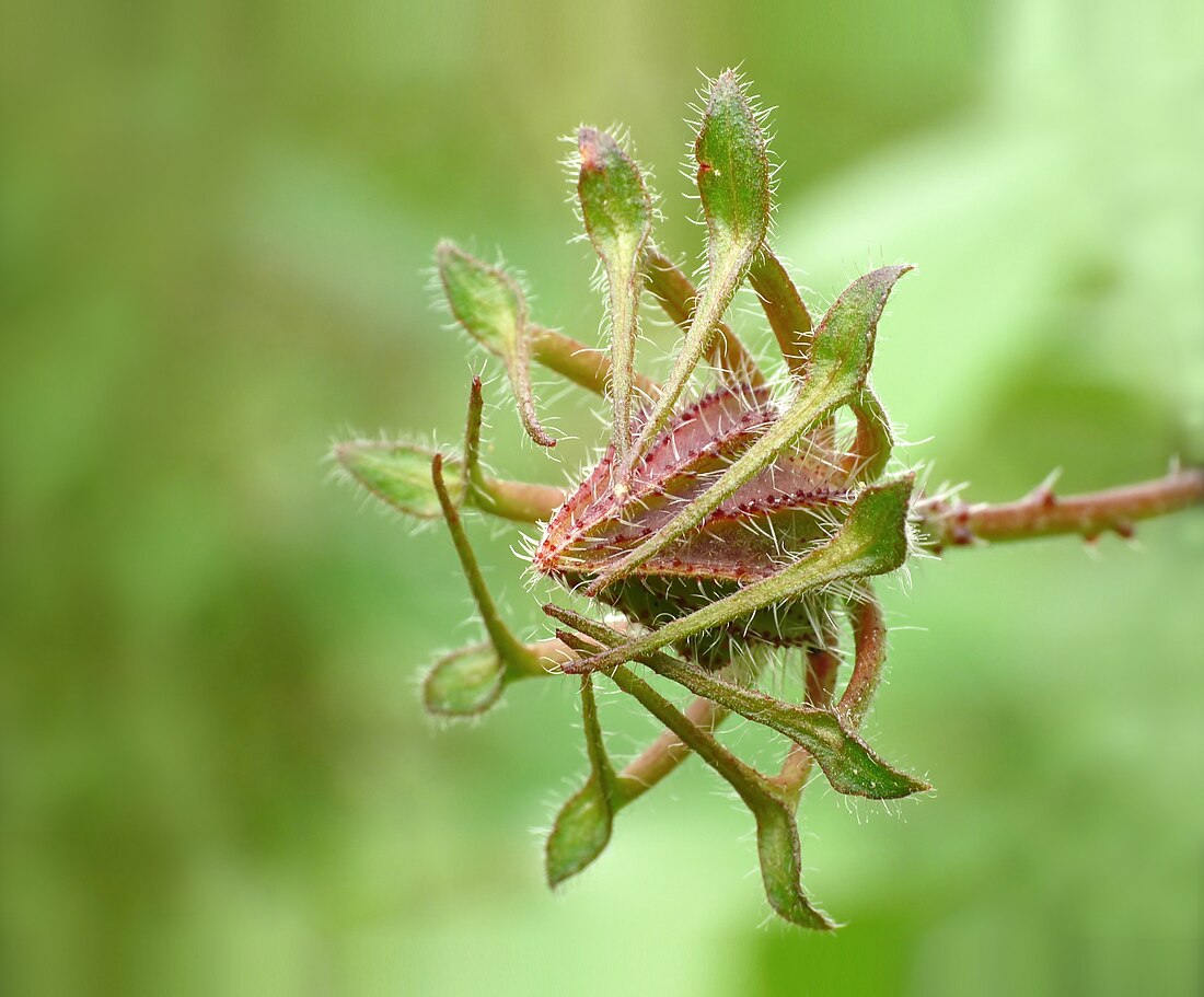 File:Hibiscus hispidissimus bud in Kadavoor.jpg