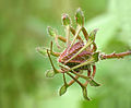 Hibiscus hispidissimus