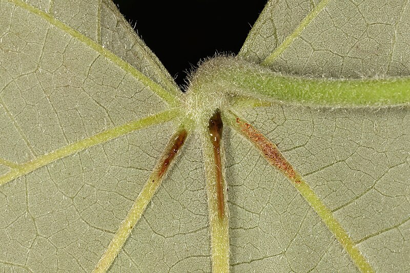 File:Hibiscus tiliaceus subsp. tiliaceus 5Dsr 4597.jpg