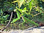 Miniatura para Hierodula chinensis