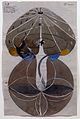 Hilma af Klint: Untitled