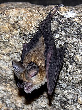 Hipposideros hypophyllus