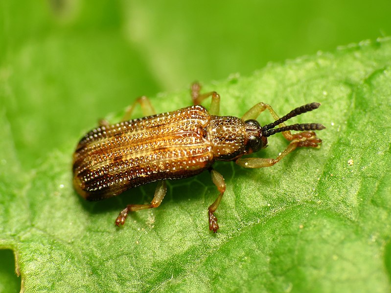 File:Hispine Leaf Beetle (34727273215).jpg