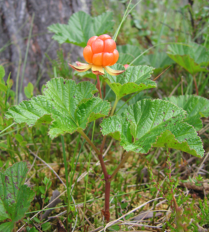 female cloudberry with ripe fruit