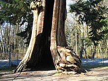 The tree in 2008 Hollow Tree Stanley Park Vancouver.jpg