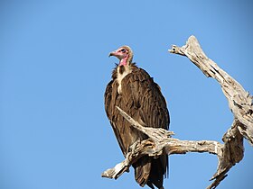 Moremi Game Reserve, Botswana