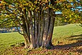 * Nomination Close-grown maple trees, Březová municipality, Sokolov district. By User:Lubor Ferenc --Augustgeyler 00:05, 23 March 2023 (UTC) * Promotion  Support Good quality. --Fabian Roudra Baroi 00:07, 23 March 2023 (UTC)