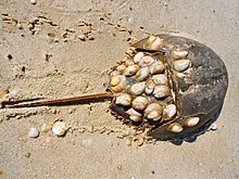 Atlantic horseshoe crab with attached Crepidula shells on the Delaware Bay beach in Villas, New Jersey. Horseshoe crab with shells.JPG