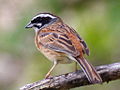 Meadow bunting