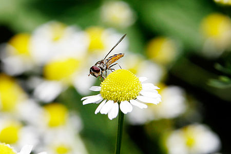 ไฟล์:Hoverfly03 crop.jpg