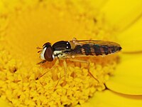 Female Sphaerophoria scripta (Syrphidae)