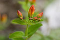 シナノオトギリ Hypericum kamtschaticum v. senanense