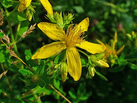 Hypericum perforatum 004.JPG