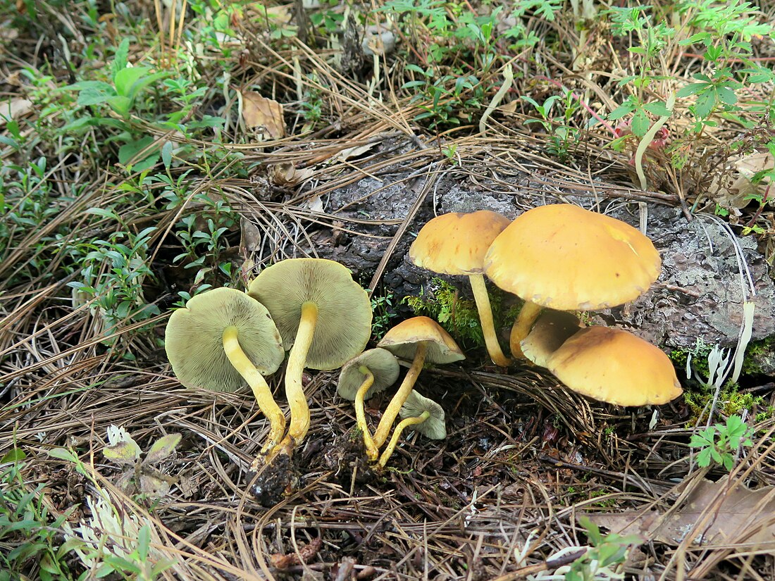 Hypholoma fasciculare